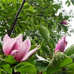 2022虎年大吉好运来