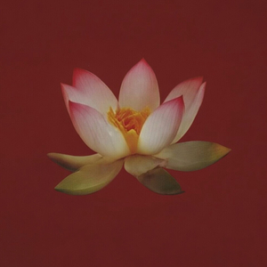 爱莲