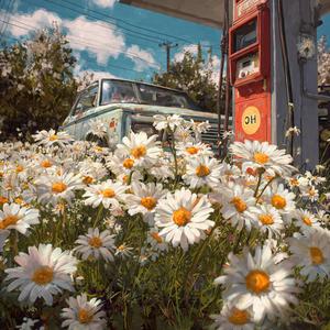 Daisies and diesel