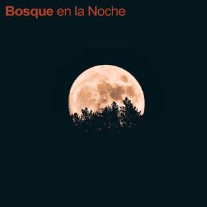 Bosque en la Noche