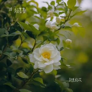 岁月里的花