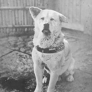 Hachikō
