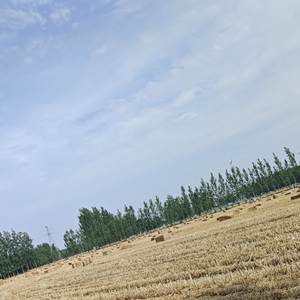 《当我想要靠近你的时候，已是花开彼岸》