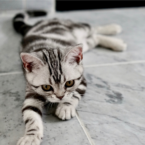 Meditative State of Mind