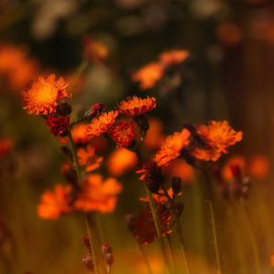 Berbaring Tuk Selamanya