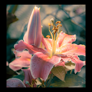 The Lily Of The Valley