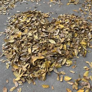 梦，里你（Prod By Lil Nickle）