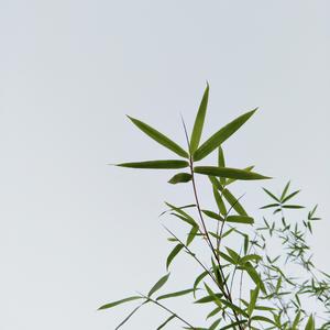 最后一夜和第一日的献诗