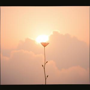 🌙 다시 피어나는 빛 (Rise Again)  by Maybe ( 眉媚)