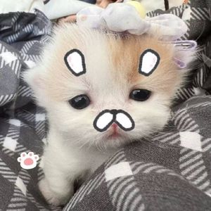 星槎