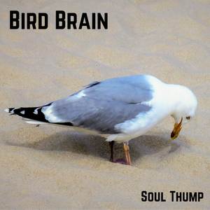 Bird Brain