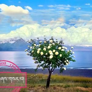 贡曲加&桑尕白&尕让扎西&果洛达杰 （新年快乐）