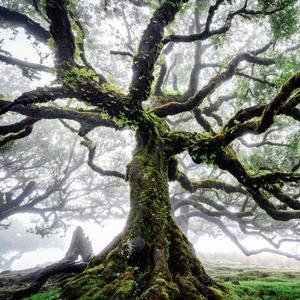 Laurisilva Breathing