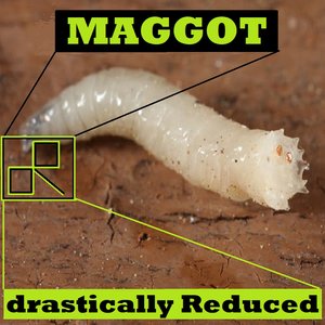 Maggot