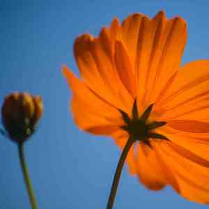 太阳雨 (手风琴催眠)