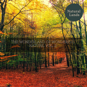 Mockingbird Dancing in the Rain