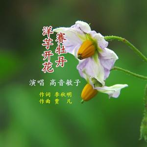 洋芋开花赛牡丹