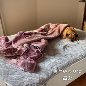 夢の終わりで