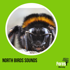 Upward Grasshopper Flight