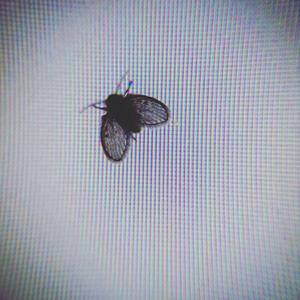 Mutation