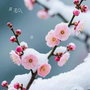 梅花颂 (纯音乐)