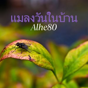 แมลงวันในบ้าน