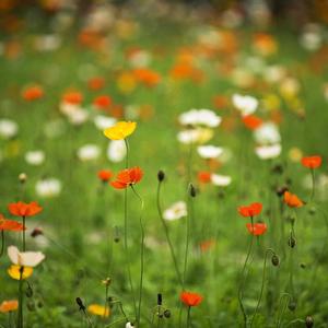 山上的花儿开了