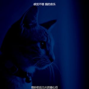 精彩小猫环境