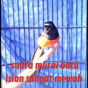 Suara Murai Batu Isian Sangat Mewah (Live)
