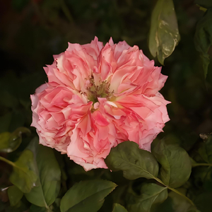 离别恨 (山歌版)