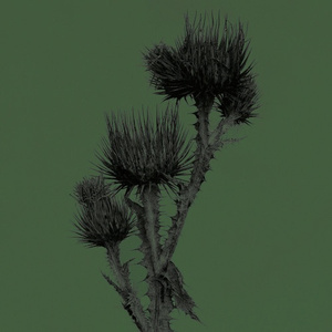 Thistle