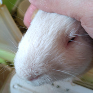 ありがとうマロン ～マイラストペット～