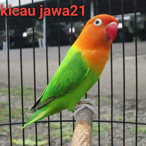 Lovebrid Ngeke Panjang Ngerol Sampai Lupa Mandi