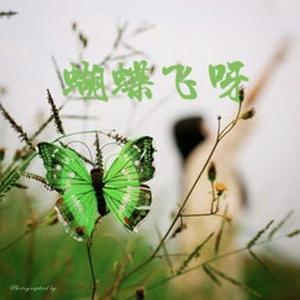 蝴蝶飞呀