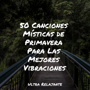 Hamaca En Los Árboles