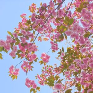 南巷清风（纯音乐）