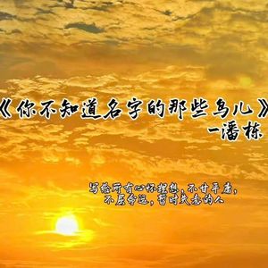 你不知道名字的那些鸟儿