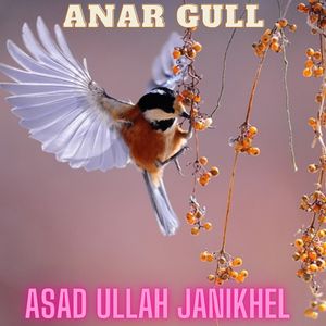Anar Gull
