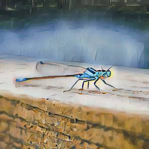 Mosquito