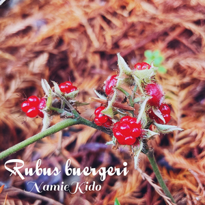 Rubus buergeri