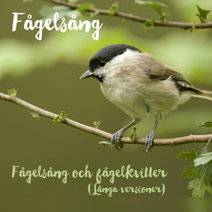 Fågelkvitter I Skogsglänta (Lång Version)