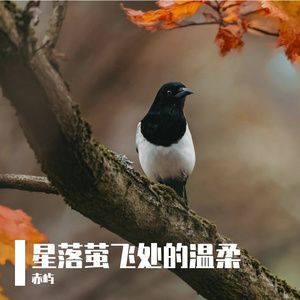 星落萤飞处的温柔