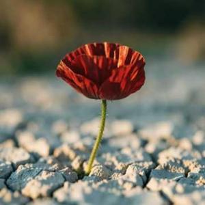 Shankill To The Somme (Original Version)