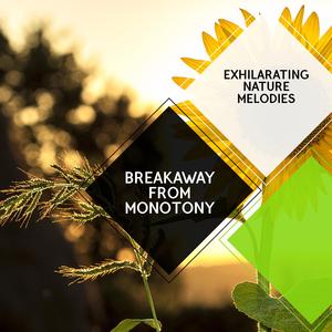 Midday Melodies of the Raven