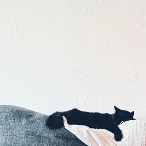 Housesitter