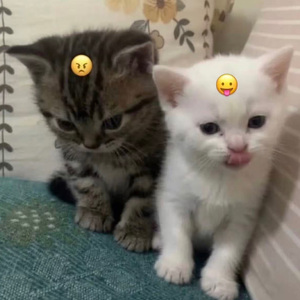 "街头天使" young cash Jason type beat 街头旋律伴奏