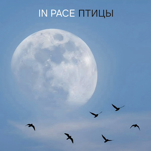 Птицы