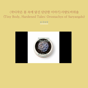 〈작디작은 몸 속에 담긴 단단한 이야기〉사량도바위솔 II