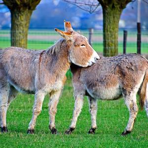 好想抱住你 (抖音热歌)