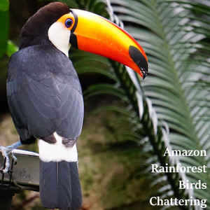 Amazon Rainforest Birds Chattering